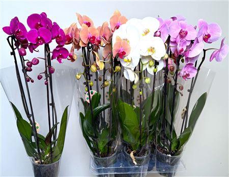 <h4>Phal El Cascade 2 Branche 16+ 50cm.</h4>