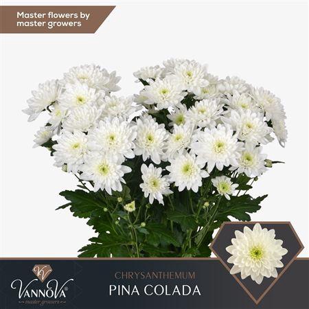 <h4>CHR T PINA COLADA</h4>