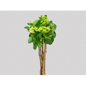 HORTENSIA BROTO VERDE