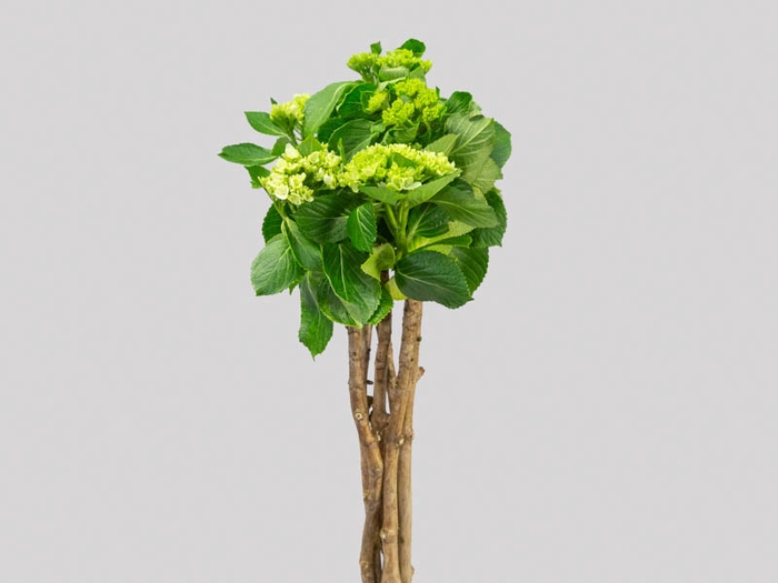 HORTENSIA BROTO VERDE