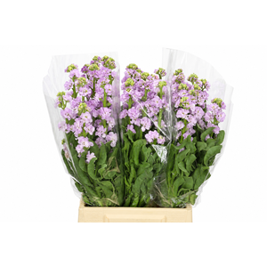 Matthiola Iron Marine
