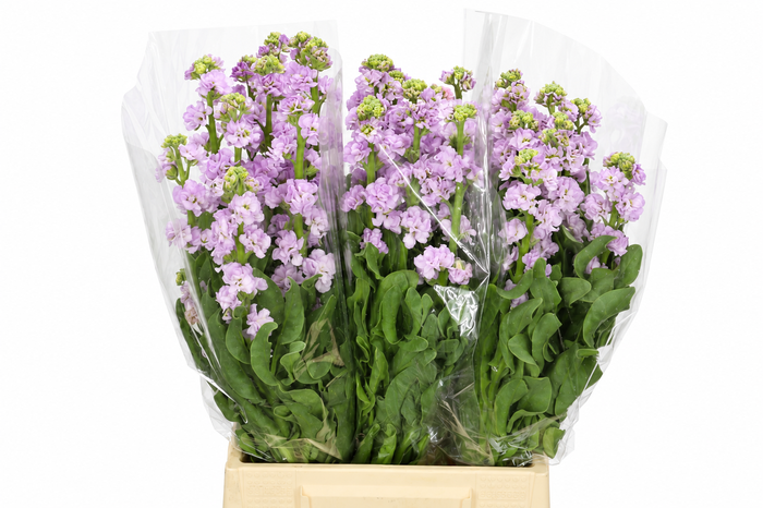 <h4>Matthiola Iron Marine</h4>