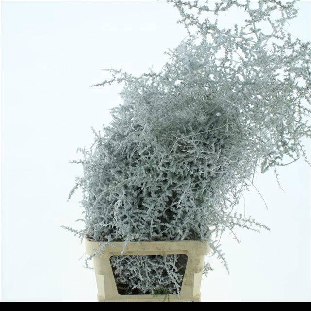 <h4>ASP OV KLB H%</h4>