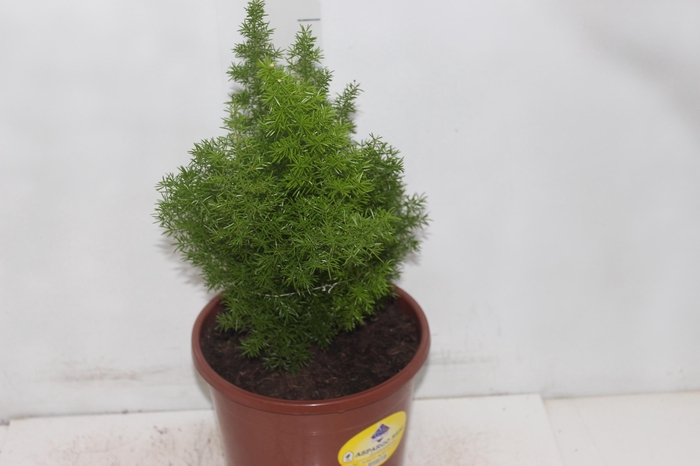 <h4>ASPARGO REAL P23</h4>