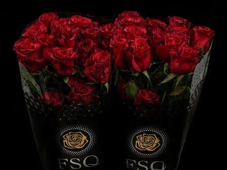 <h4>R Gr Red Paris X25</h4>