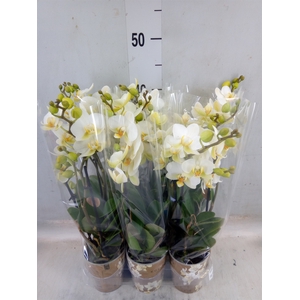 Phalaenopsis multi. 'Ant Lausanne'