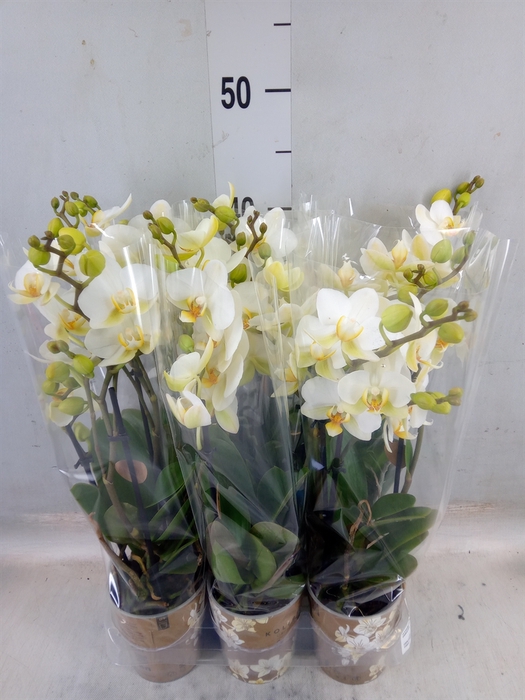 <h4>Phalaenopsis multi. 'Ant Lausanne'</h4>
