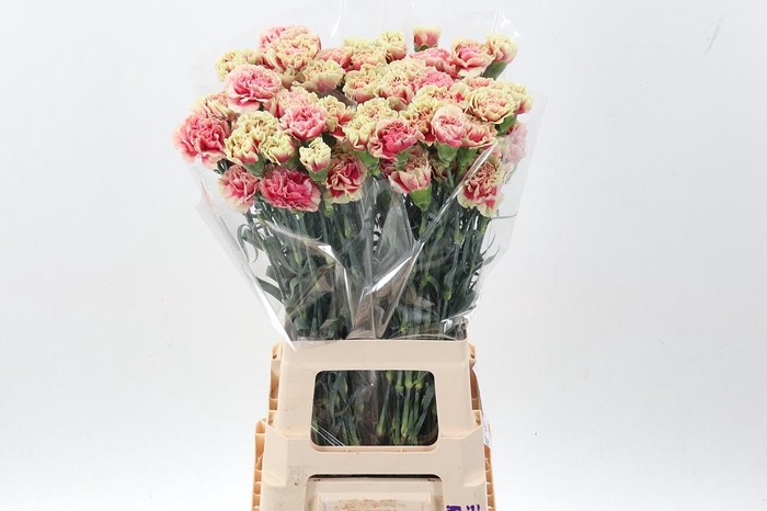 <h4>Di St Wow Hi</h4>