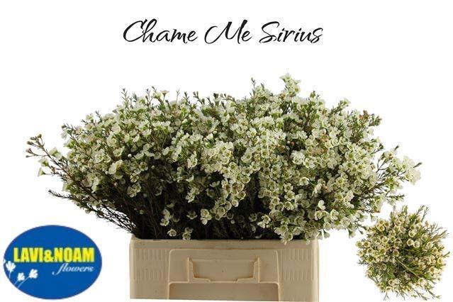 <h4>CHAME ME SIRIUS</h4>