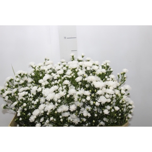 ASTER MARIANA 060 CM