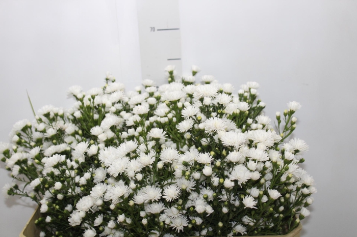 <h4>ASTER MARIANA 060 CM</h4>
