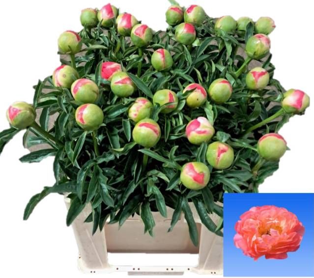 <h4>PAEO CORAL SUNSET</h4>
