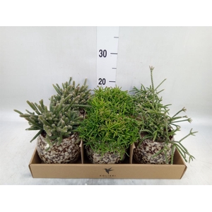 Rhipsalis   ...mix