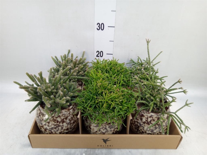 <h4>Rhipsalis   ...mix</h4>