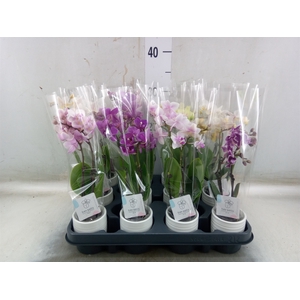 Phalaenopsis   ...mini