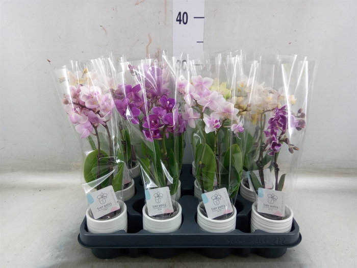 <h4>Phalaenopsis   ...mini</h4>