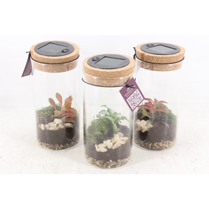 arr3 WR - Terrarium Serius M LED