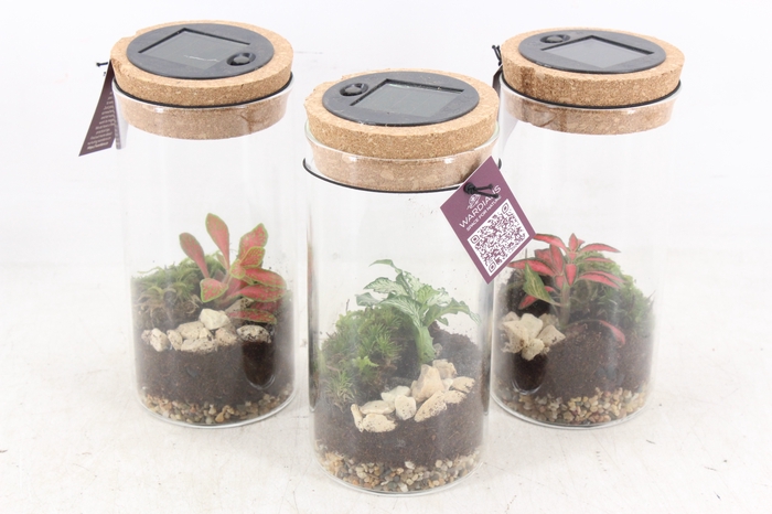<h4>arr3 WR - Terrarium Serius M LED</h4>