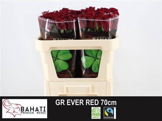 <h4>R GR EVER RED</h4>