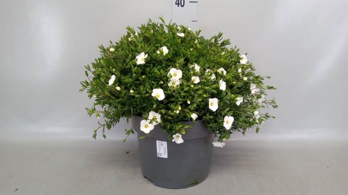 <h4>Arenaria montana</h4>
