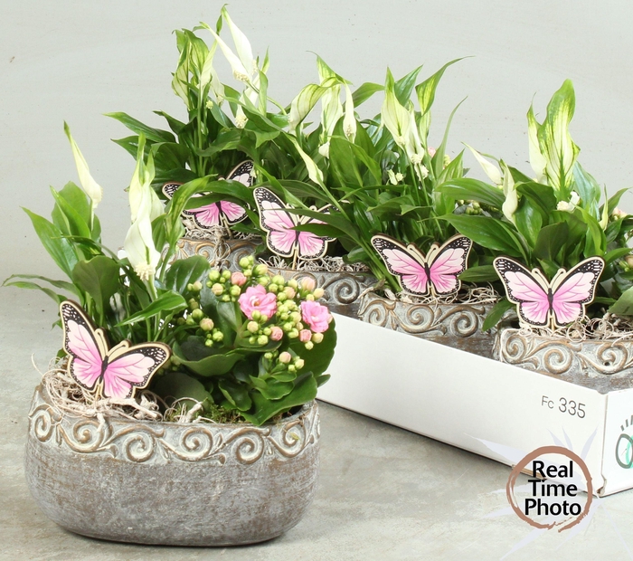 <h4>ARR KAMERPL</h4>