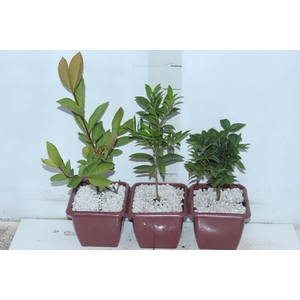 BONSAI FRUTA VASO PLASTICO 1.1L