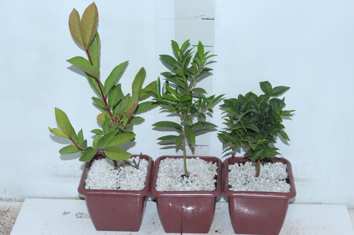 <h4>BONSAI FRUTA VASO PLASTICO 1.1L</h4>