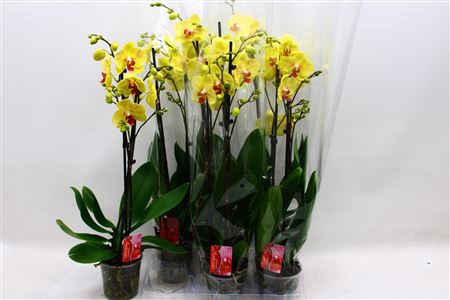 Phal Yellow 2 Branches 22+