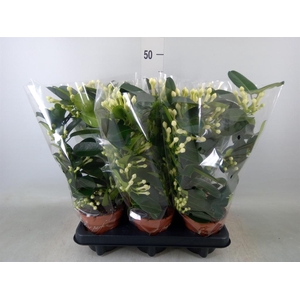 Stephanotis floribunda   ...