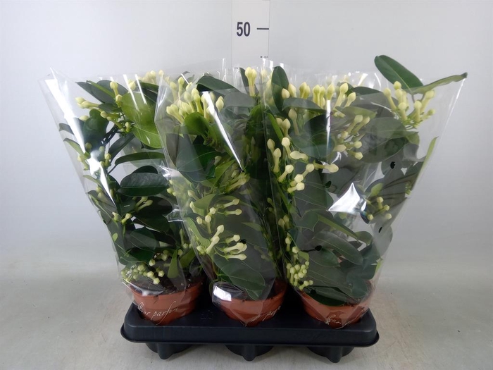 <h4>Stephanotis floribunda   ...</h4>