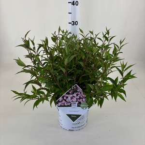 Deutzia Yuki 'Kabuki' ® C3