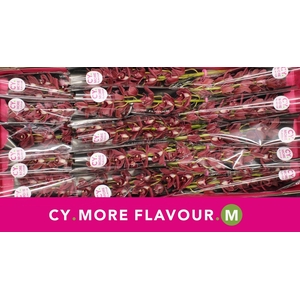 Mini cymbidium 'Benjamin' 50 cm