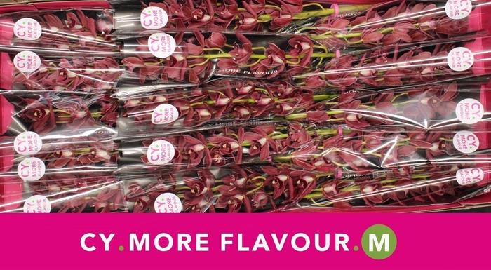 <h4>Mini cymbidium 'Benjamin' 50 cm</h4>