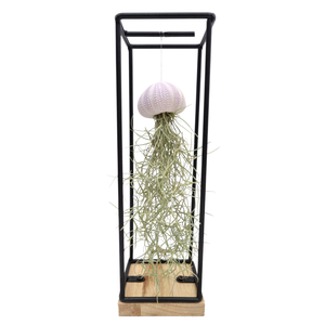 Tillandsia schelp hangframe medium