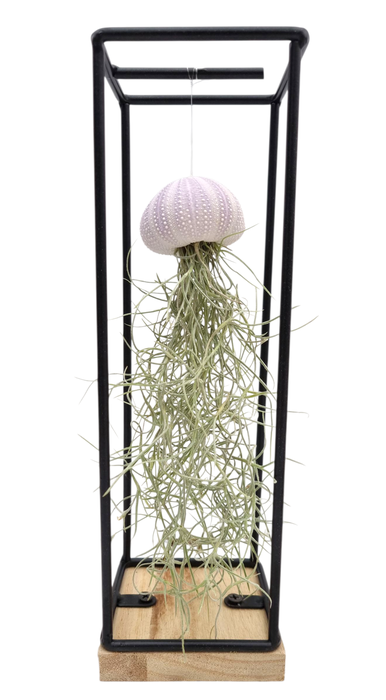 <h4>Tillandsia schelp hangframe medium</h4>