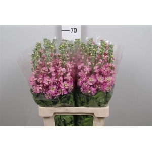 Matth Milla Pink
