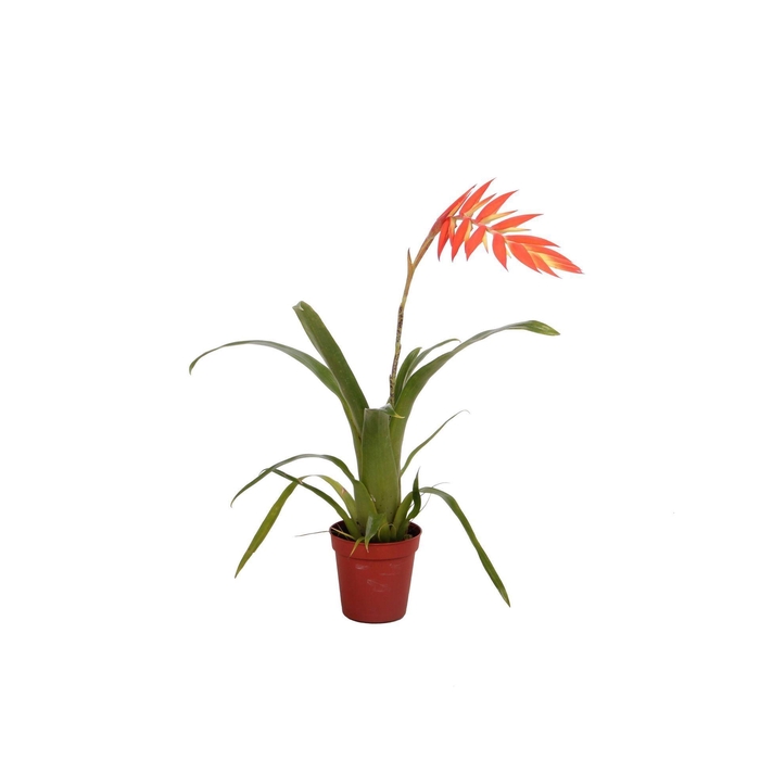 <h4>Tillandsia dyeriana</h4>