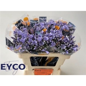 Agap Eyfori Ligh Blue 50cm