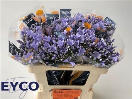 <h4>Agap Eyfori Ligh Blu</h4>