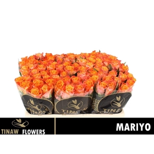 R Gr Mariyo!