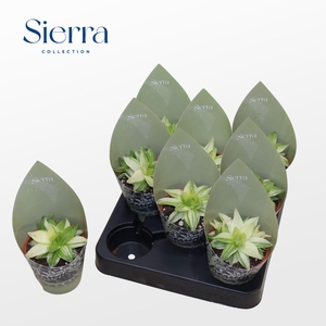 Haworthia Ssp. Variegata (Sierra)