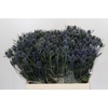 Eryngium Blue Dynamite