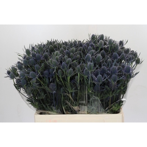 Eryngium Blue Dynamite