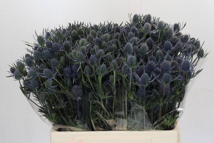 <h4>Eryngium Blue Dynamite</h4>