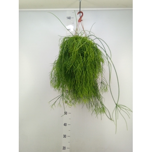 Rhipsalis baccifera 'Oasis'
