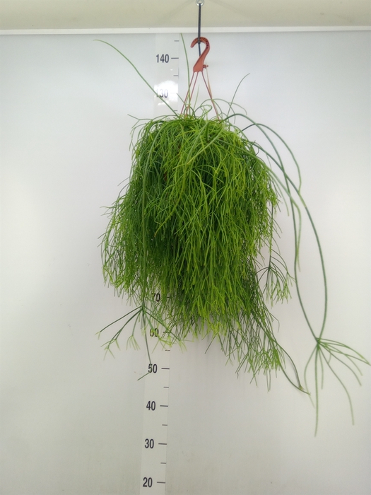 <h4>Rhipsalis baccifera 'Oasis'</h4>
