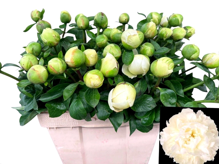 <h4>PAEO L BOWL OF CREAM</h4>