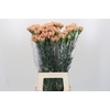 Dianthus St Honey