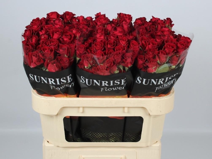 <h4>R TR DOMINICA</h4>