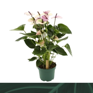 Anthurium Laguna 17cm